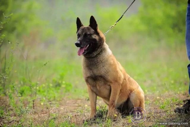 精品双血统黑红马犬,咬口好,兴奋度强包纯种,包成活