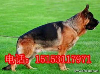 克孜勒苏出售纯种德国牧羊犬幼崽，德牧幼崽多少钱一条